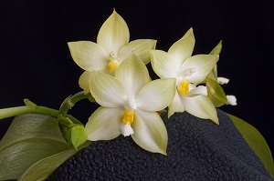 Phal. James P Folsom_Huntingtons Finest_AM_83 pts.